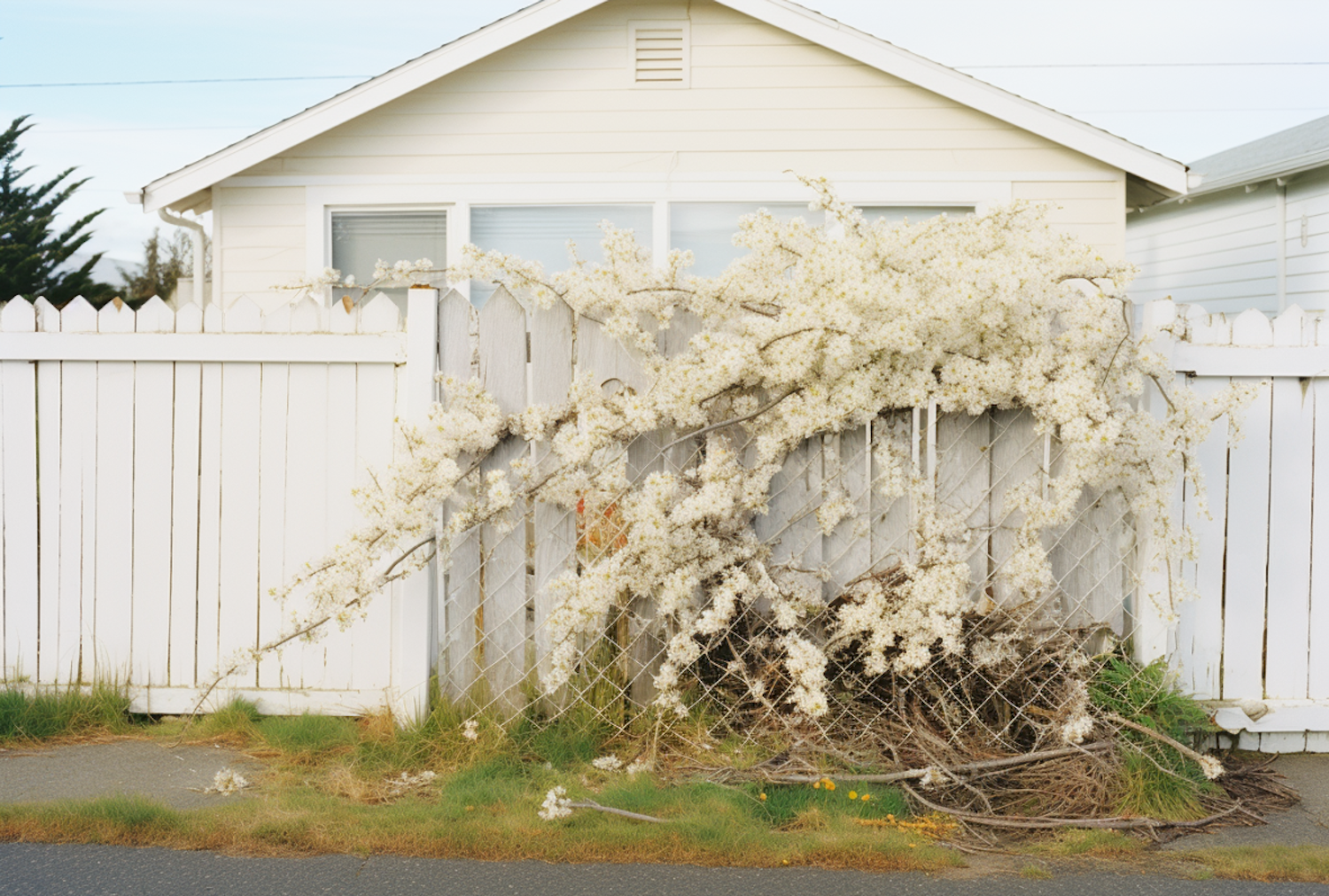 Suburban street scene with a white house behind a picket fence